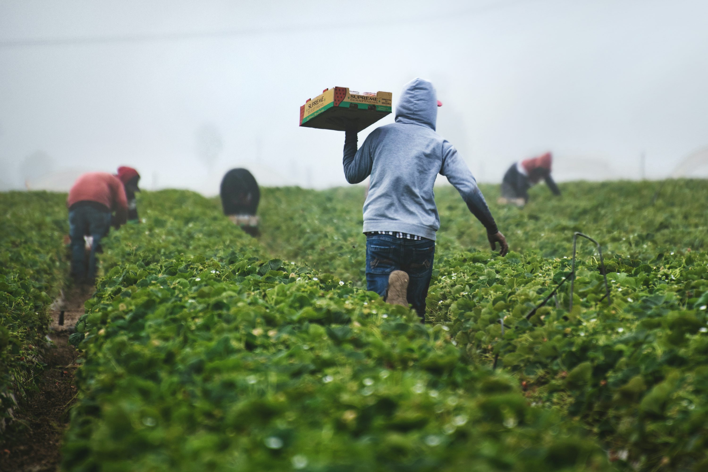 Mukiti Farms