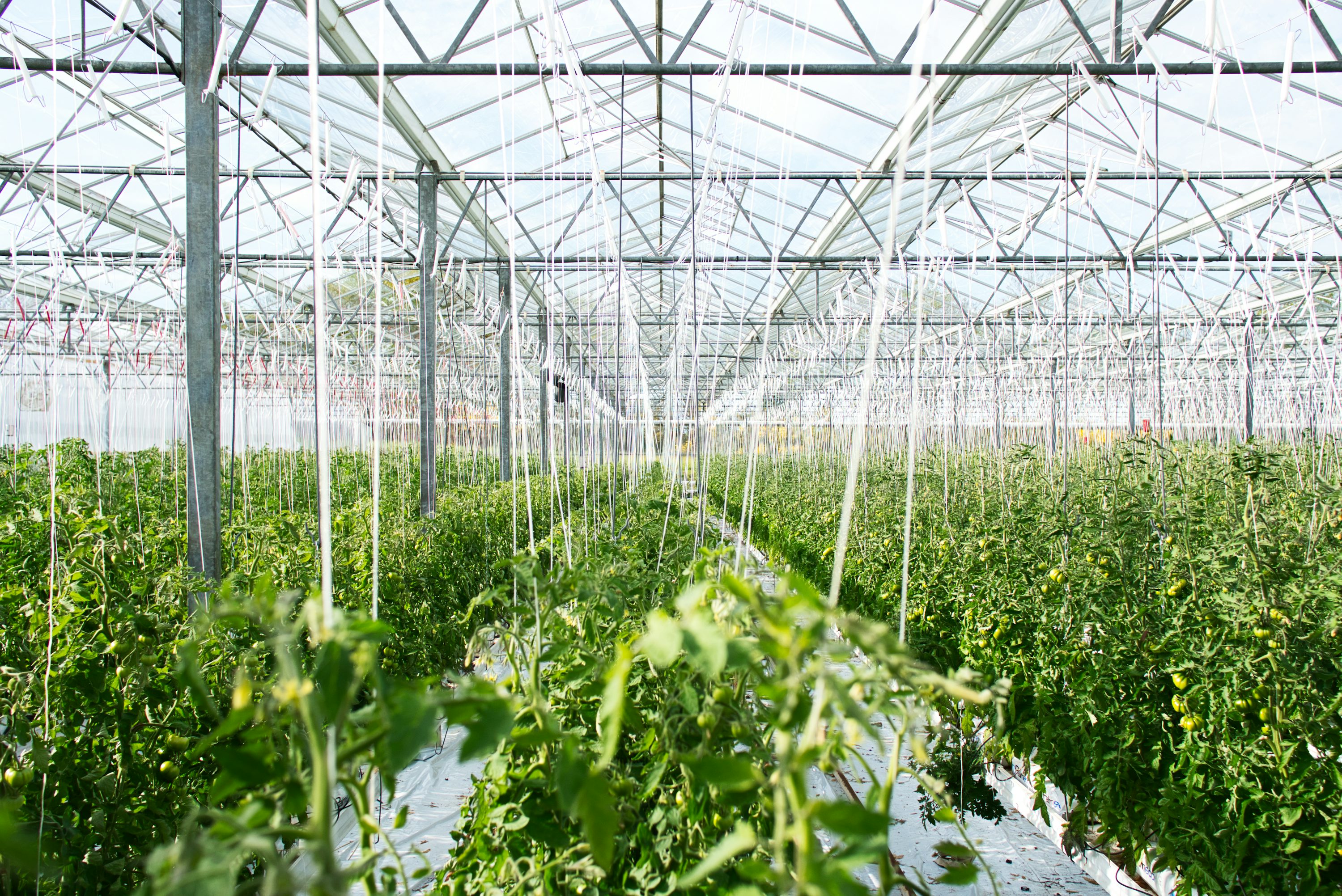 Vegetable rows inside a greenhouse
