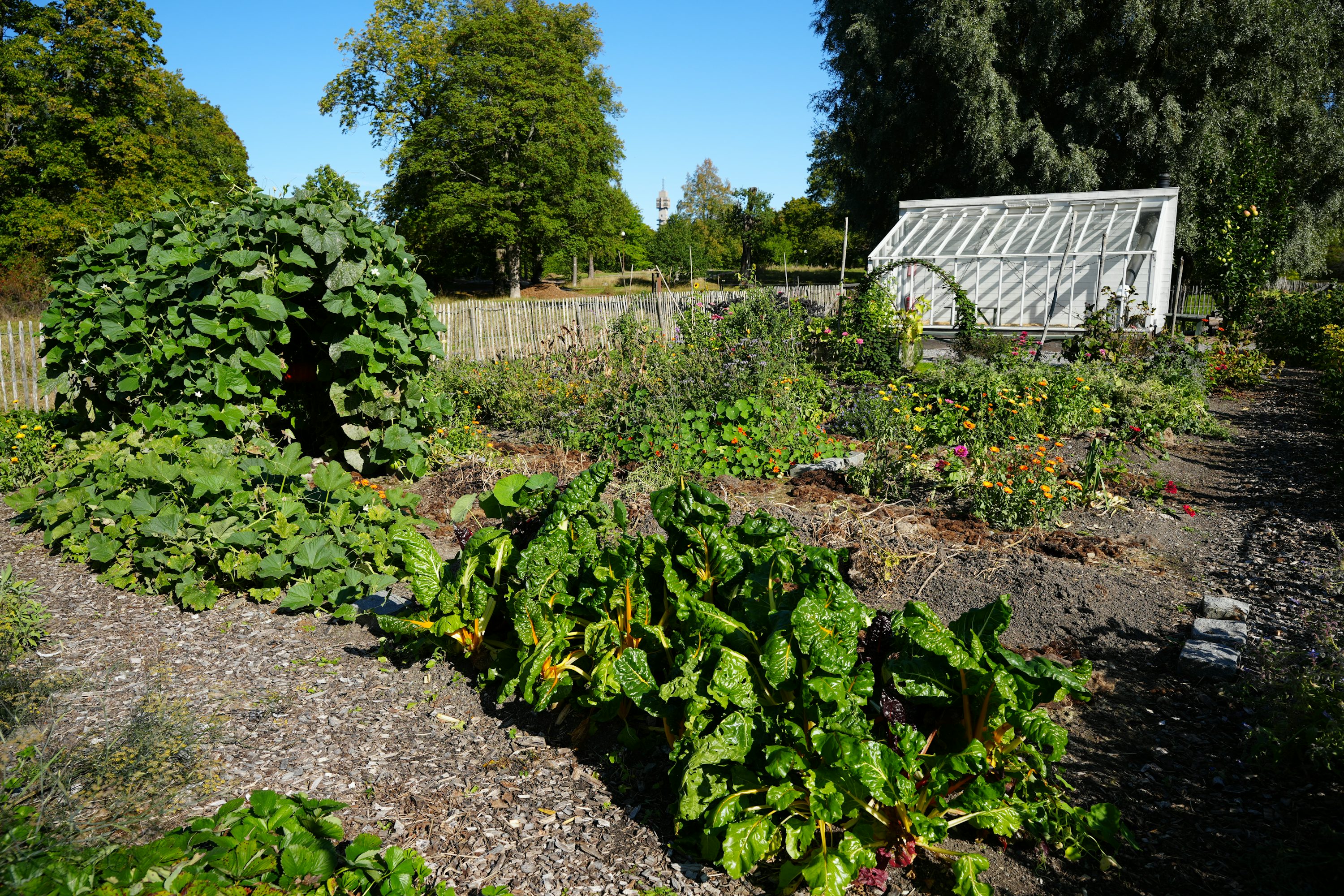 Greenhouse in a sunny field