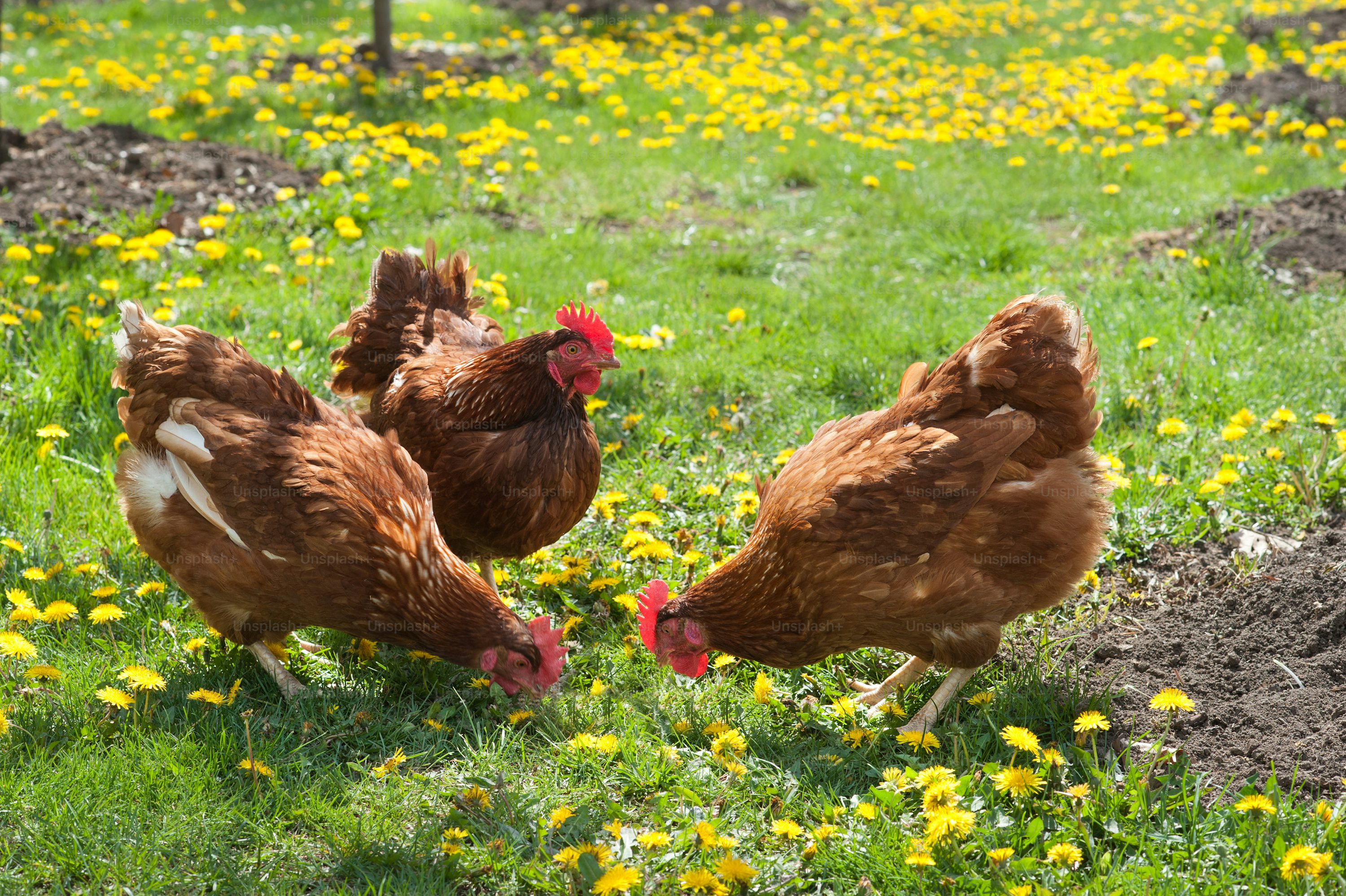 Free-range hens on grass
